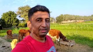 Big News Shihab Chottur Pakistan Journey | Walking In Pakistan Or Not