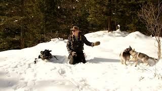 Sage Willow Brothers Solo Hiking - Norwegian Elkhounds