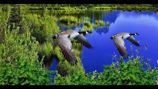 Birdsong in the forest/пение птиц в лесу утром/Nature Sound/Звуки природы