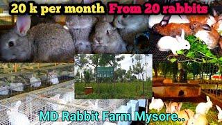 High profit Rabbit farming in India // Rabbit Farm Visit Video in mysore //