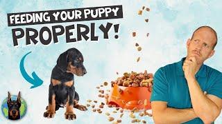 Feeding Your New Doberman Puppy: When, Where, What, and How Much