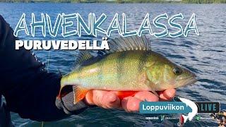 Puruvedellä ahvenkalassa | Loppuviikon LivE