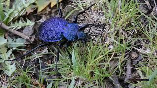 Крымская жужелица. Самый крупный крымский хищный жук. Crimean ground beetle. The largest beetle