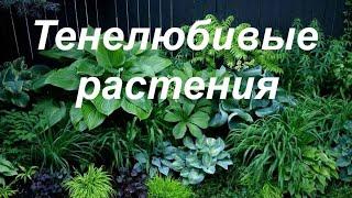 Тенелюбивые растения: что посадить в тени на садовом участке