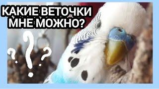 Какие ветки деревьев можно давать попугаям|Тоша попугай Channel