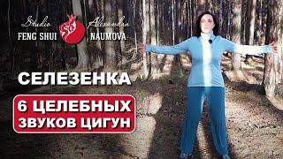 Цигун для селезенки и желудка | 6 Целительных звуков