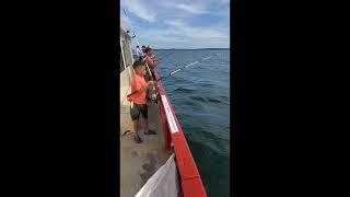 Sea Bass. Party boat in Falmouth, Massachusetts.