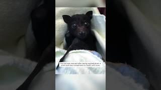 This bat was rescued after being washed down a drain and was adopted #animalshorts