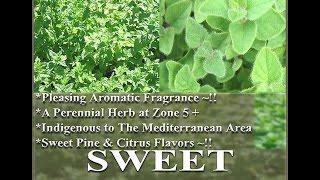 SWEET MARJORAM Seeds, Origanum majorana, Lamiaceae HERB SEEDS on  www.MySeeds.Co