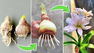 Tips on Growing Amaryllis Bulbs | How to Make Hippeastrum Quickly Root and Bloom