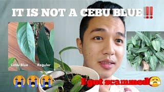 CEBU BLUE POTHOS SCAM?! |Cebu blue vs Epipremnum Pinnatum Dragon Tail Juvenile |Part I