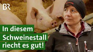 Kot und Urin trennen: Gute Luftqualität und mehr Tiergesundheit im Schweinestall | Unser Land | BR