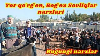 Uychi Yor Qoʻrgʻon Qoʻy bozori bugungi narxlar  #bozor #qoy #narxlari2024