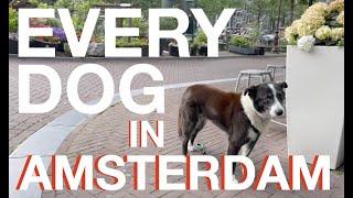 Every Dog In Amsterdam