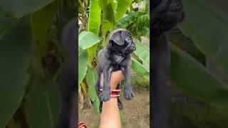 Black pug  puppy ready  #shorts #ytshorts #trending #viral #dogs #germanshepherd #puppylove
