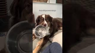 Some things never change  #australianshepherd #aussiesdoingthings #dog #dogs #puppy #puppies