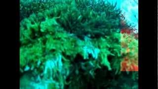the Absurd - Sciara del Fuoco / Stromboli