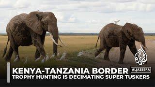 Trophy hunting is driving Kenya's super tusker elephants towards extinction at the Tanzania border