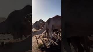  #dubai #camels #uae #dubailife #dessertsafari #sharjah