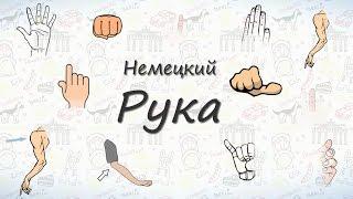 Рука (тело человека). Слова на немецком