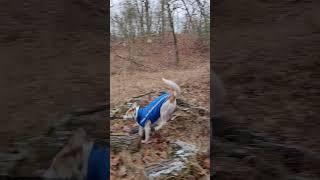 Hiking Heritage Trail With A Foxhound Dog - Pinery, Ontario, Canada #shorts #dog #nature