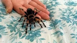 Brahipelma smithi. Ручной паук птицеед