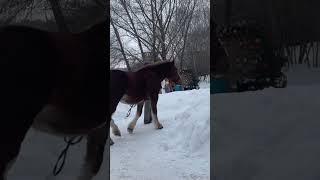 Horse in the snow Orenburg Russia  #orenburg #russia #travel #family