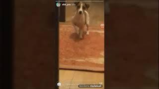 Elli di pets.instagram
