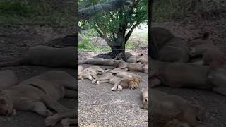 KING OF JUNGLE|LION SLEEPING|SAFARI