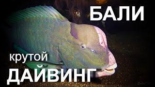 ЭТО  НАДО  УВИДЕТЬ !!! Самые лучшие представители подводного мира БАЛИ ( HD ) ДАЙВИНГ