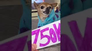 ANIMAIS ENGRAÇADOS  MEU CACHORRO COME TUDO CHECK #shorts #viral #humor