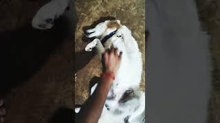 Pomeranian dog getting massage | Appu ko maza aata hai #shorts #trending