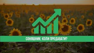 Ціна на соняшник. По якій ціні продавати соняшник?