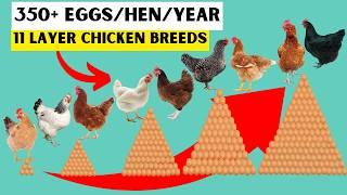 Breeds Capable of 100+ Trays Of Eggs From 110 Layers In 1 Month | TOP BEST 11 LAYER BREEDS