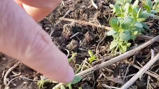 Выращивание озимых культур. No-till 21.01.2020. Состояние посевов озимых культур.