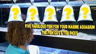 Five Fabulous Fish for your Marine Aquarium: The Fish Guy’s TOP picks | Gallery Aquatica TV