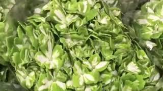 Emerald Hydrangea - Excellent Flowers Inc
