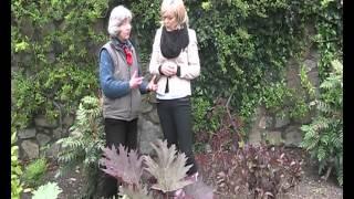 Garden plant Rheum palmatum "Atrosanguineum"  Ornamental Rhubarb