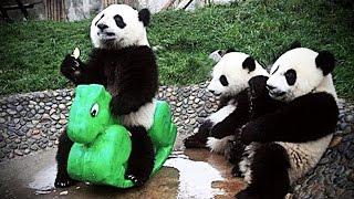 Playing Pandas  Baby Panda [Funny Pets]