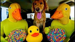 Puppy Surprises Rubber Ducky's with Car Ride Chase!