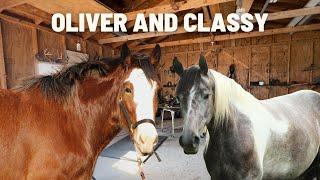 New Shoes For Oliver and Classy - A Day At The Farrier