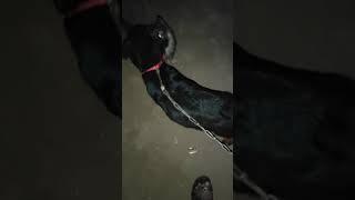 Rani & Rubi playing #Rottweiler #German Shepherd #Sohel Shaikh Vlogs #Shorts
