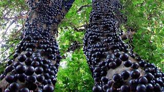 8,000,000 Kilogramos de Jabuticaba ¡La Uva Única de Brasil!