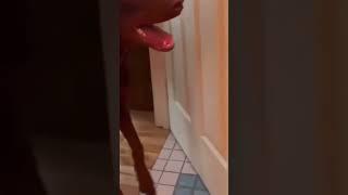 #lol #funnyanimals #fomo #dog #funnyvideo #fypシ #fyp