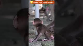 赤ちゃん猿の癒しシーンが最高に可愛い  / monpai monyet #高崎山 #ニホンザル  #babymonkey #snowmonkey