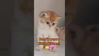 Kitten Meowing, Big Cuteness!  #viralvideo  #animalshorts #funny  #aniclips