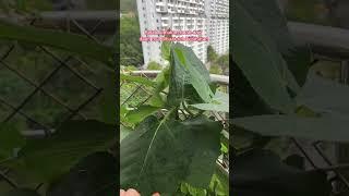 Some Plants that written in Al-Quran #garden #islamic