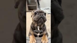 cute and funny french bulldog puppy