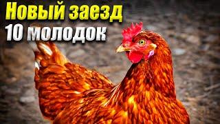 Новый заезд 10 курочек / Ломан Браун / Куры несушки / 10 молодок