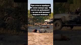 Львы обожрались и не могут двигаться. Мы или не мы после обеда? #юмор #природа #nationalgeographic